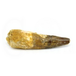 diente spinosaurus fosil