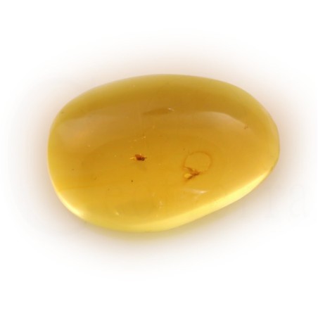ambar insectos fosil
