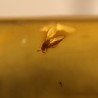 ambar insectos fosil