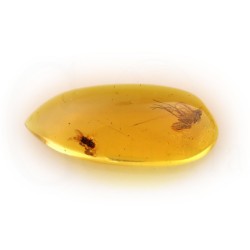 ambar insectos fosil