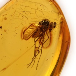 ambar insectos fosil