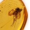 ambar insectos fosil