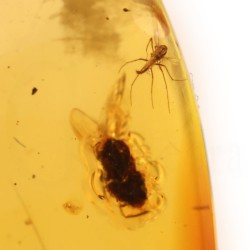 ambar insectos fosil