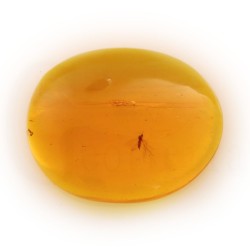 ambar insectos fosil