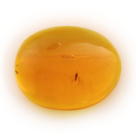 ambar insectos fosil