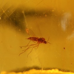 ambar insectos fosil