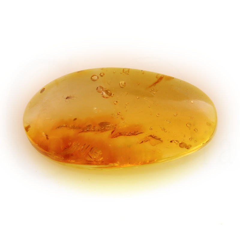 ambar insectos fosil