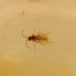 ambar insectos fosil