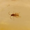 ambar insectos fosil