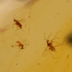 ambar insectos fosil