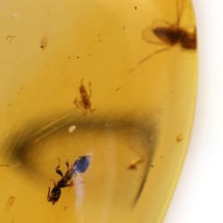 ambar insectos fosil