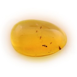 ambar insectos fosil