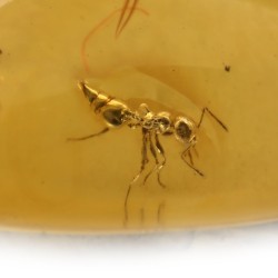 ambar insectos fosil