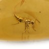 ambar insectos fosil