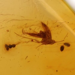 ambar insectos fosil