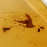 ambar insectos fosil