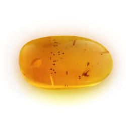 ambar insectos fosil