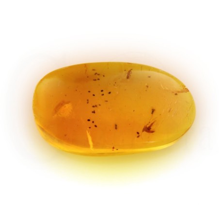 ambar insectos fosil