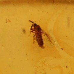 ambar insectos fosil