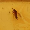 ambar insectos fosil