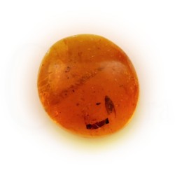 ambar insectos fosil