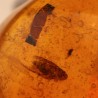 ambar insectos fosil