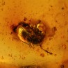 ambar insectos fosil