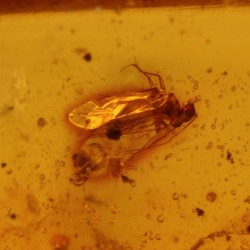 ambar insectos fosil