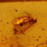 ambar insectos fosil