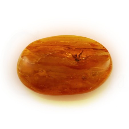 ambar insectos fosil