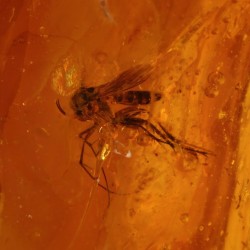 ambar insectos fosil