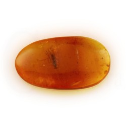 ambar insectos fosil