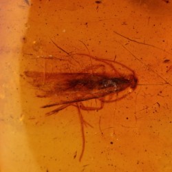 ambar insectos fosil