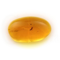 ambar insectos fosil