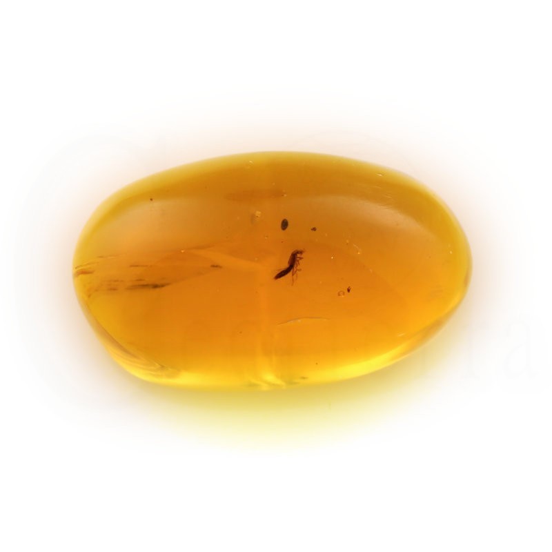 ambar insectos fosil