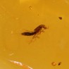 ambar insectos fosil