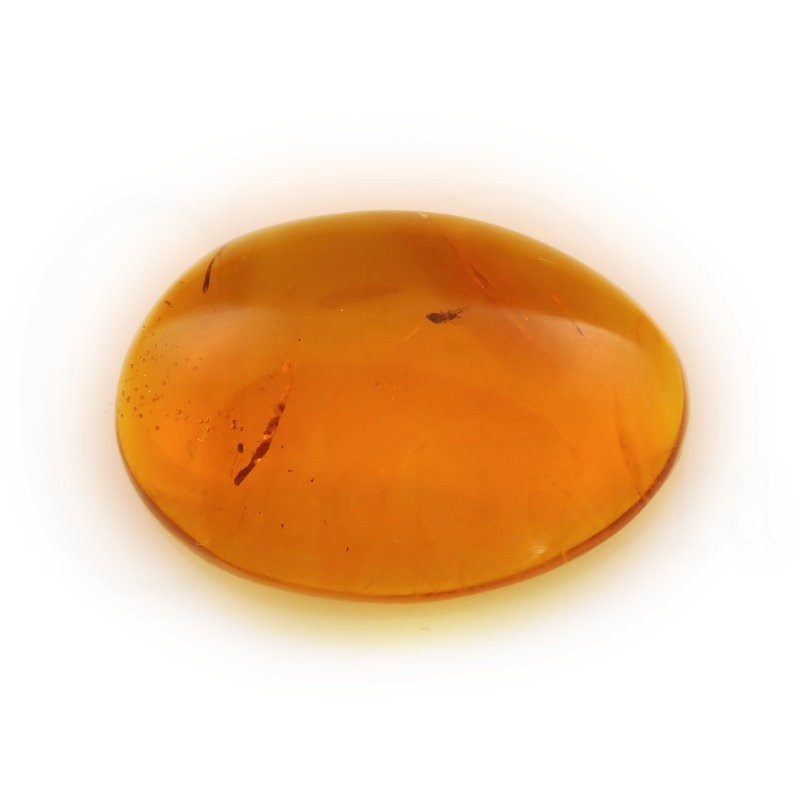 ambar insectos fosil