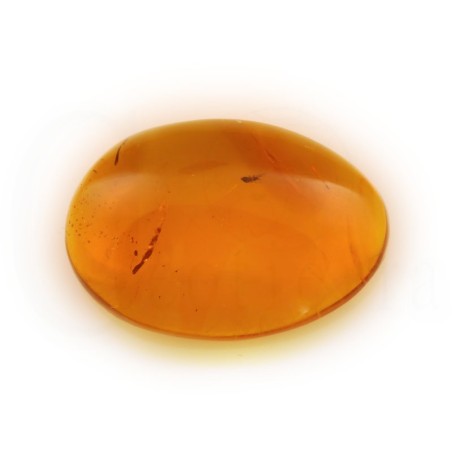 ambar insectos fosil