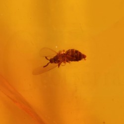 ambar insectos fosil