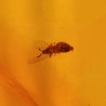 ambar insectos fosil