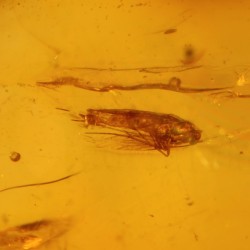 ambar insectos fosil