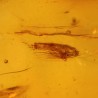 ambar insectos fosil
