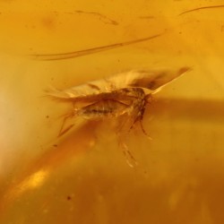 ambar insectos fosil