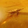 ambar insectos fosil