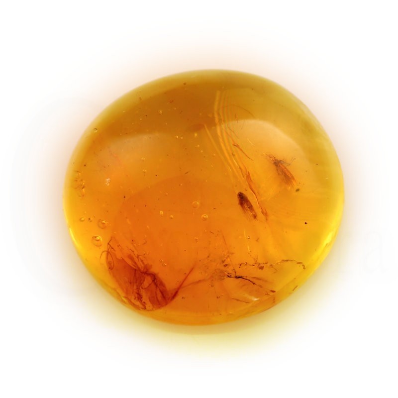 ambar insectos fosil