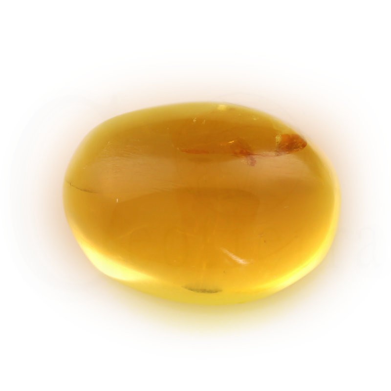 ambar insectos fosil