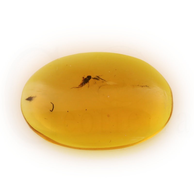 ambar insectos fosil