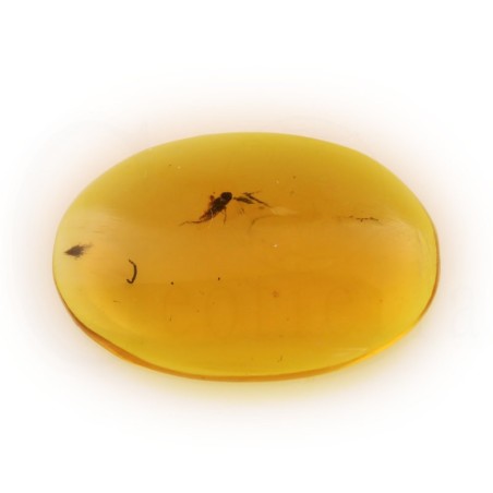 ambar insectos fosil