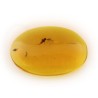 ambar insectos fosil