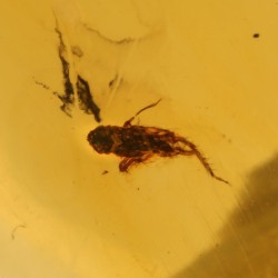 ambar insectos fosil